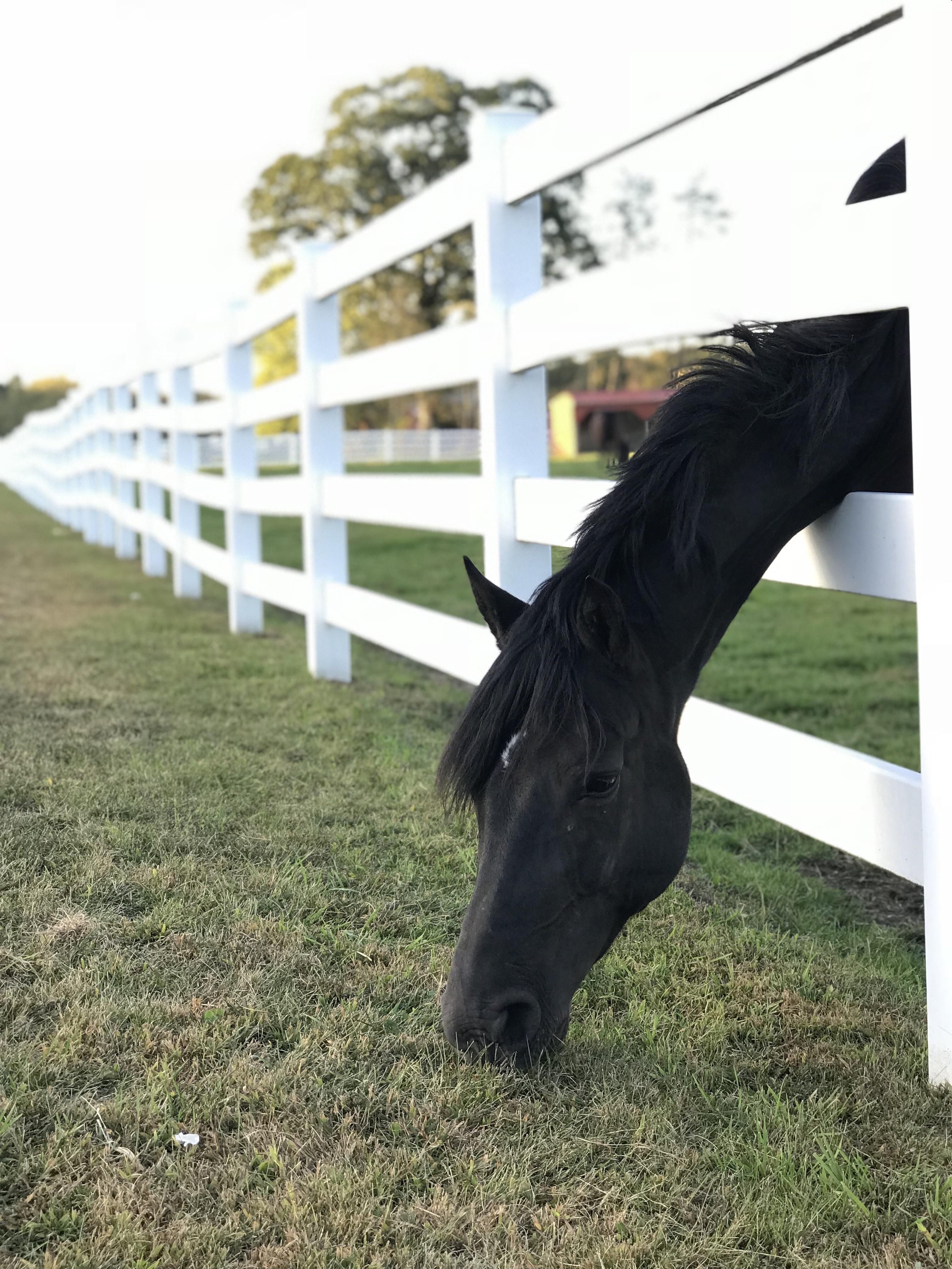 Image result for grass is greener horse to represent the problem of retention