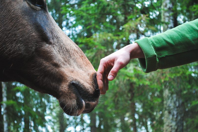 person touching the nose of a horse
