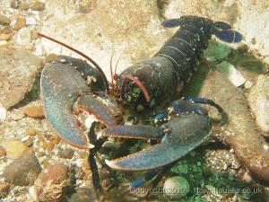 Image result for lobsters undersea