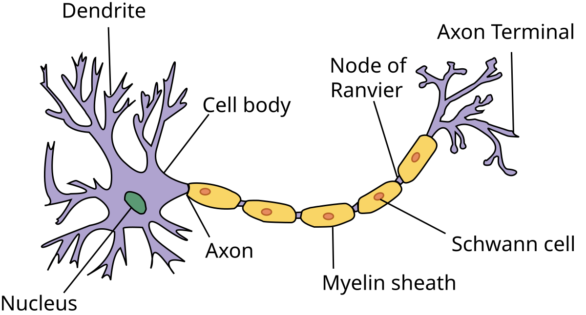 Myelin - Wikipedia